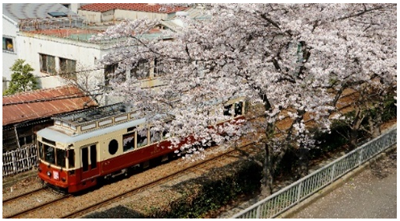 今年も「都電さくら号」を運行します！