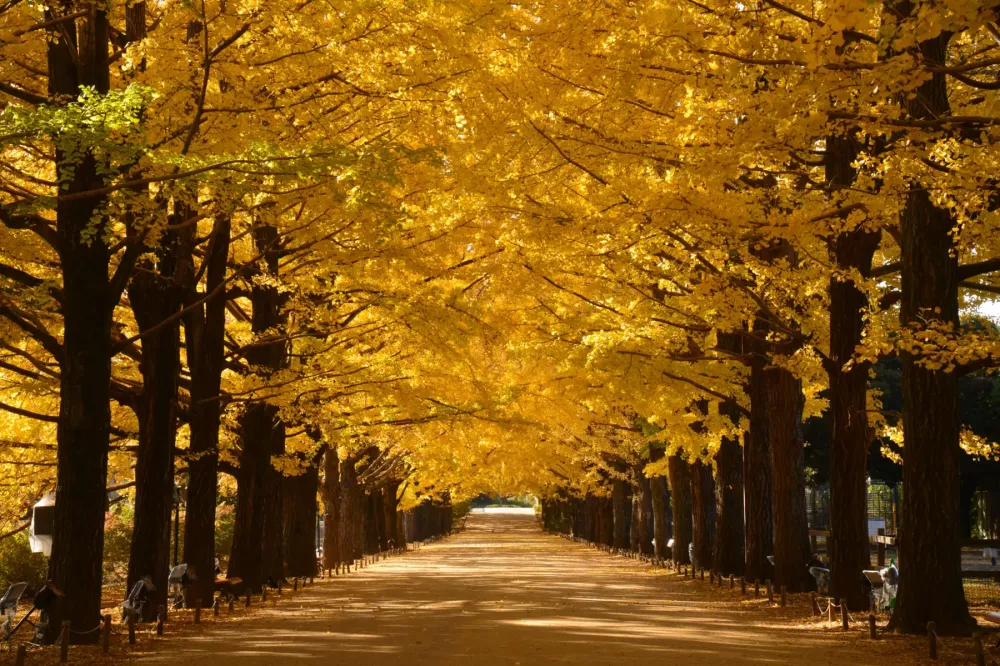 黄葉・紅葉まつり／秋の夜散歩