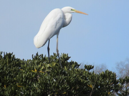 自然・野鳥の観察会