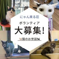清瀬にゃん来る荘　ボランティア募集