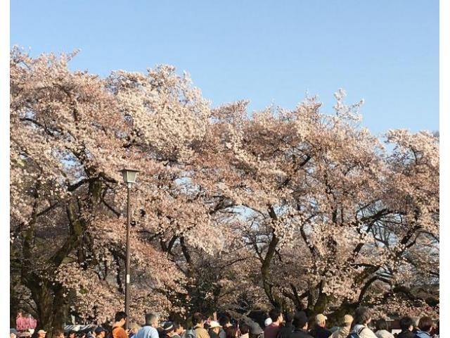 小金井桜まつり