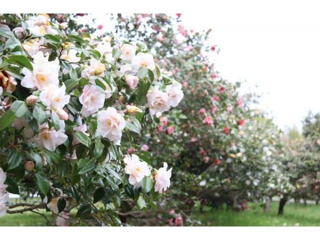 神代植物公園「椿ウィーク」