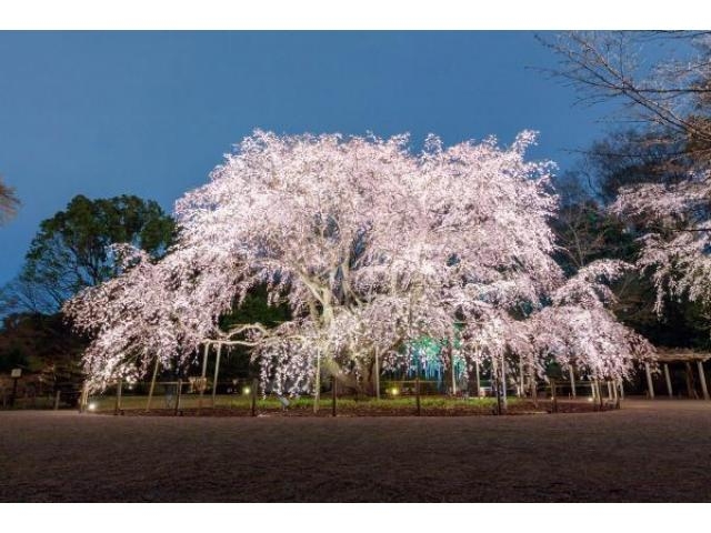 春夜の六義園　夜間特別観賞