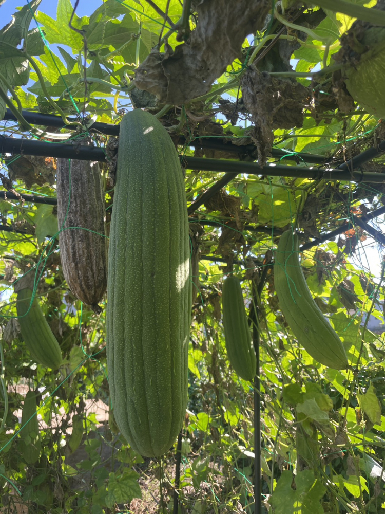 農園のヘチマ棚