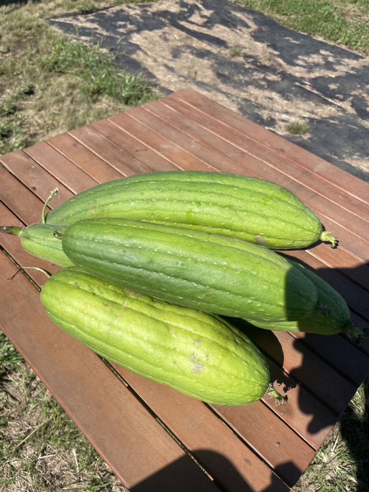 収穫したヘチマ